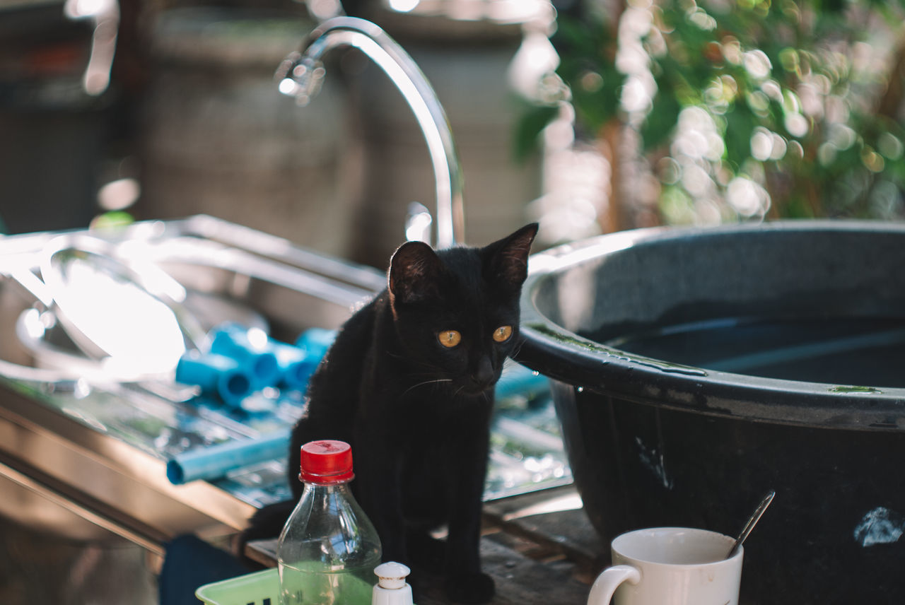CLOSE-UP OF A CAT DRINKING FROM GLASS OF A BLACK DOG