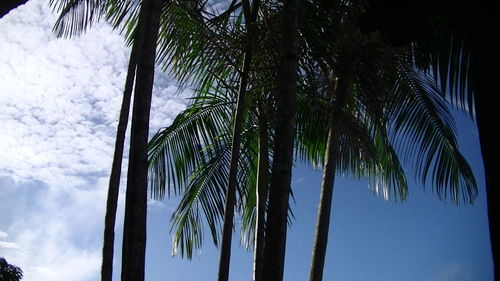 Low angle view of palm tree against sky