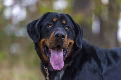 Close-up of dog looking away