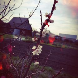 Close-up of cherry blossom by tree against building