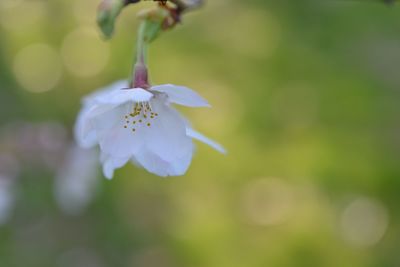 Close-up of flowers blooming outdoors