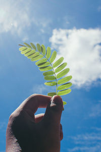 Close-up of hand holding plant against sky