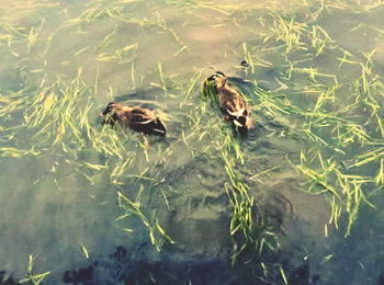 High angle view of ducks in lake