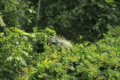 Iguana on plants