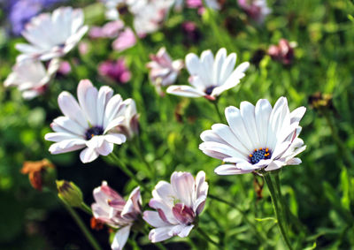 Close-up of white flowers