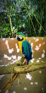 Bird perching on a tree