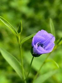 Close-up of purple flowering plant