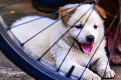 Close-up of puppy