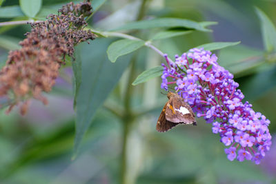 Close-up of purple flowering plant