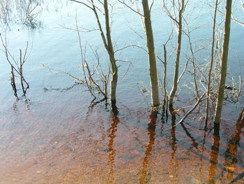 Bare trees by lake