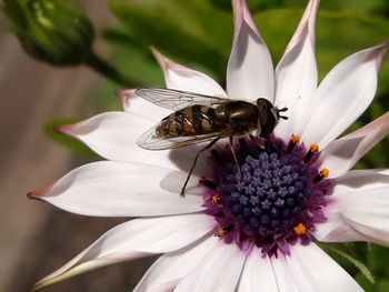 Close-up of honey bee pollinating on osteospermum