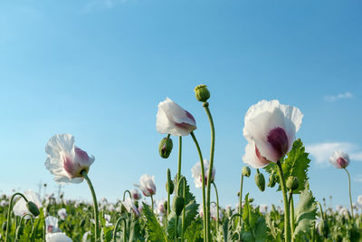 Close-up of white flowering plants against sky