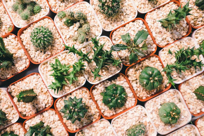 Full frame shot of succulent plant