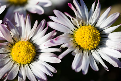 Close-up of white daisy flowers