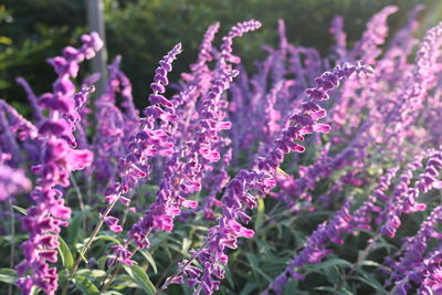 Close-up of pink flowering plant on field