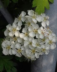 Close-up of white flowers