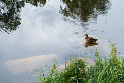 High angle view of duck swimming in lake