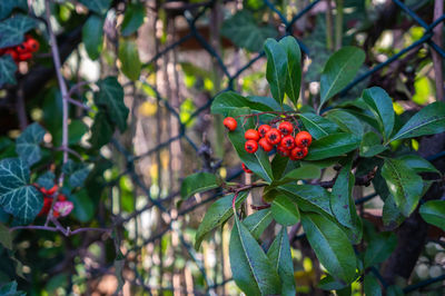 Close-up of red berries growing on tree