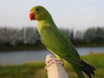 Close-up of parrot perching on tree against sky