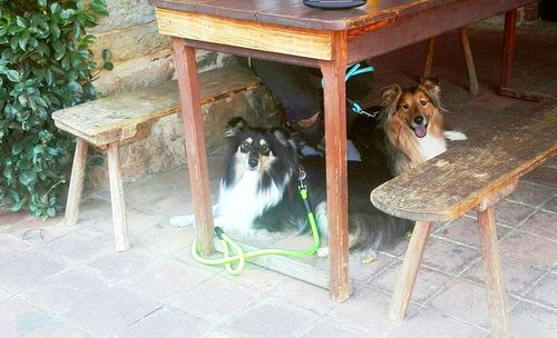 Portrait of dog sitting on chair