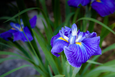 Close-up of purple iris