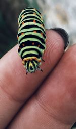 Close-up of hand holding small