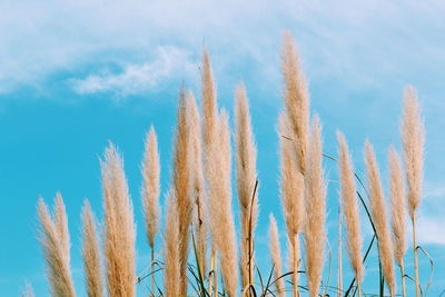 Low angle view of wheat against blue sky