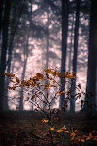Autumn tree by plants in forest