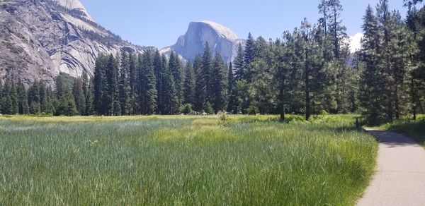 Scenic view of field against clear sky