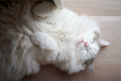 High angle close up view of cat sleeping on hardwood floor