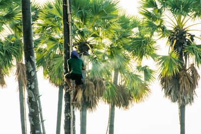 Low angle view of coconut palm trees against sky