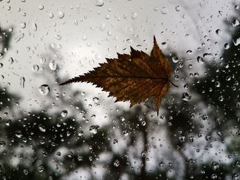 Close-up of wet maple leaves during rainy season