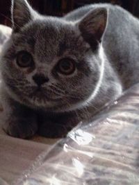 Close-up portrait of cat