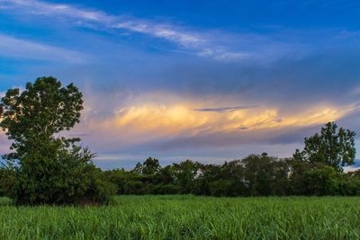 Scenic view of field against sky