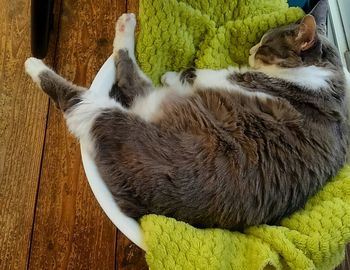 Close-up of cat sleeping