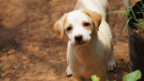 Portrait of dog on field