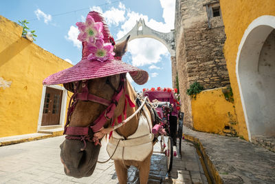 Horse cart on street amidst buildings in city