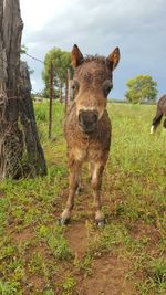 Portrait of foal on grassy field