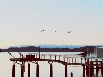 Seagulls flying over sea against clear sky