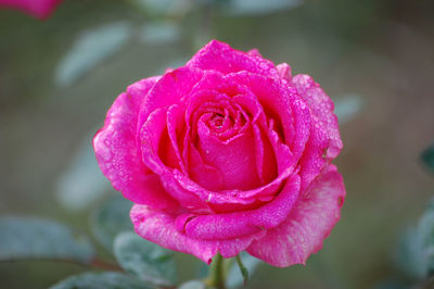 Close-up of pink rose