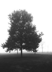 Tree against clear sky