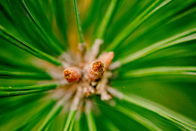 Macro shot of flowering plant