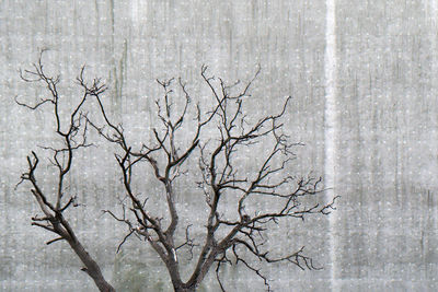 Bare trees in the dark