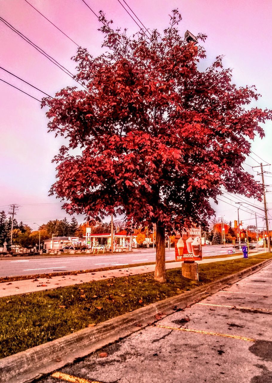 VIEW OF TREES BY RAILROAD TRACK