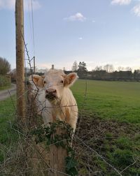 View of cow on field