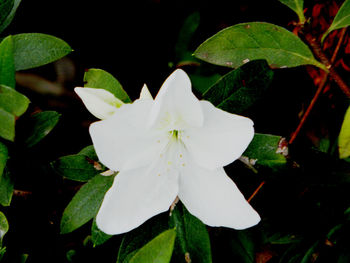 Close-up of white flowering plant