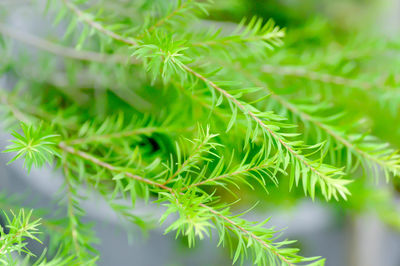 Close-up of fresh green leaves