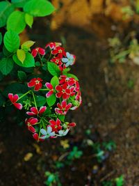 High angle view of red flowering plant