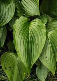 Full frame shot of green leaves