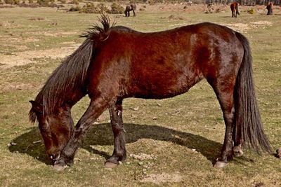 Horses grazing on field